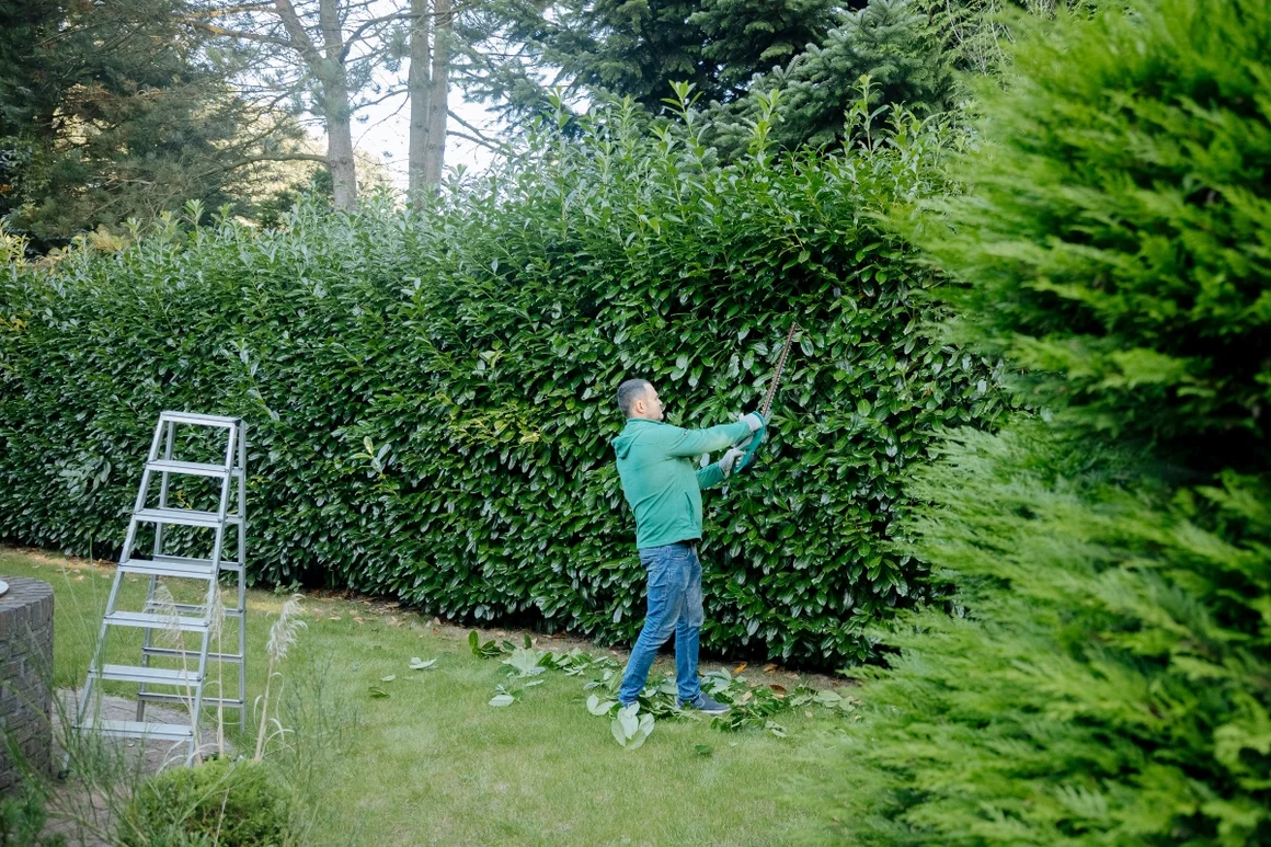 Person schneidet Hecke mit Heckenschere